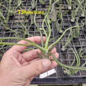 Tillandsia 'Showtime'