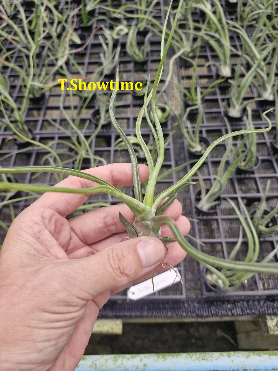 Tillandsia 'Showtime'