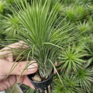 Tillandsia funckiana x Ionatha