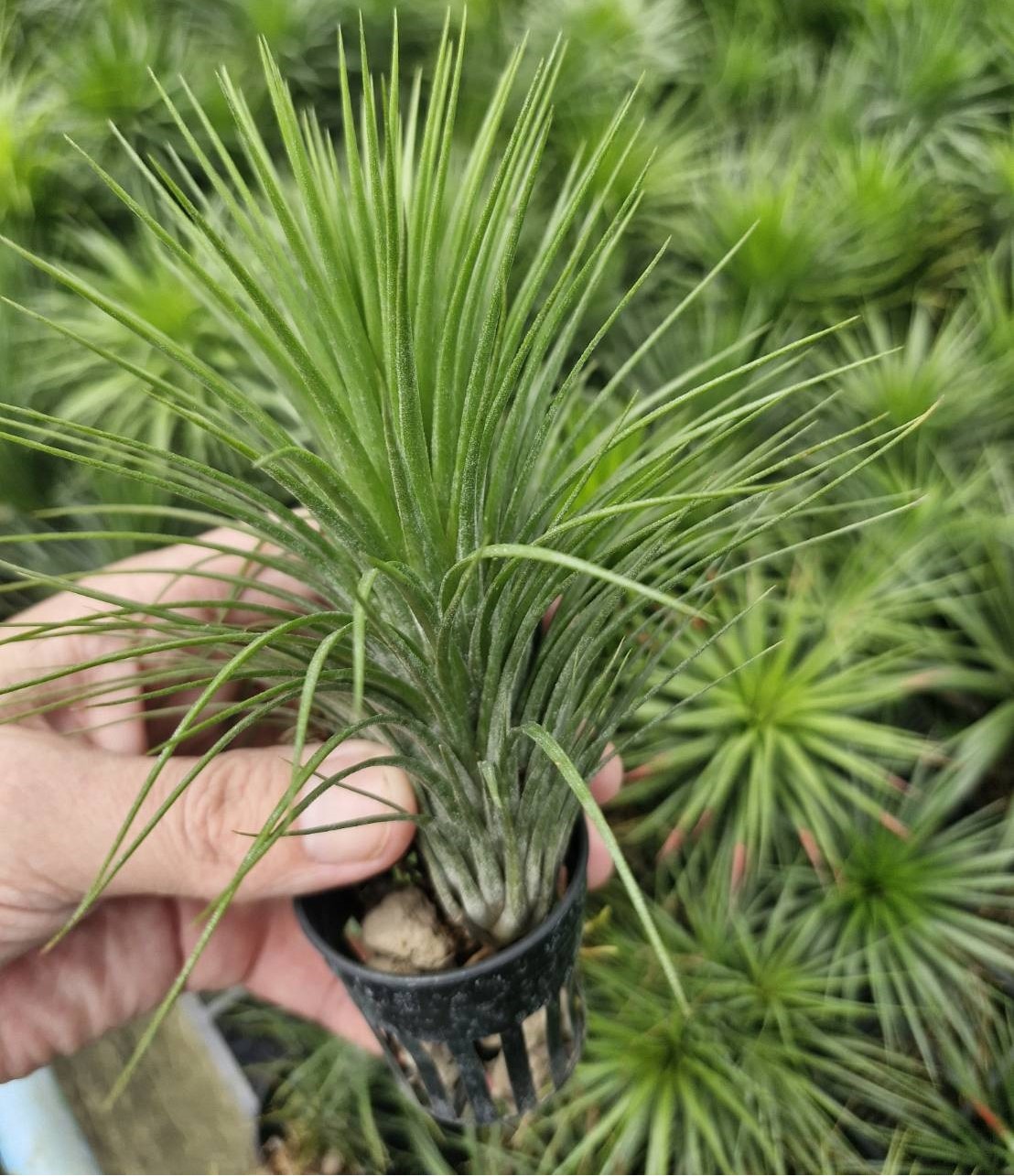 Tillandsia funckiana x Ionatha