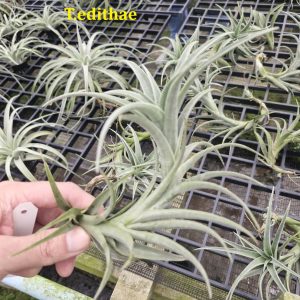 Tillandsia edithae