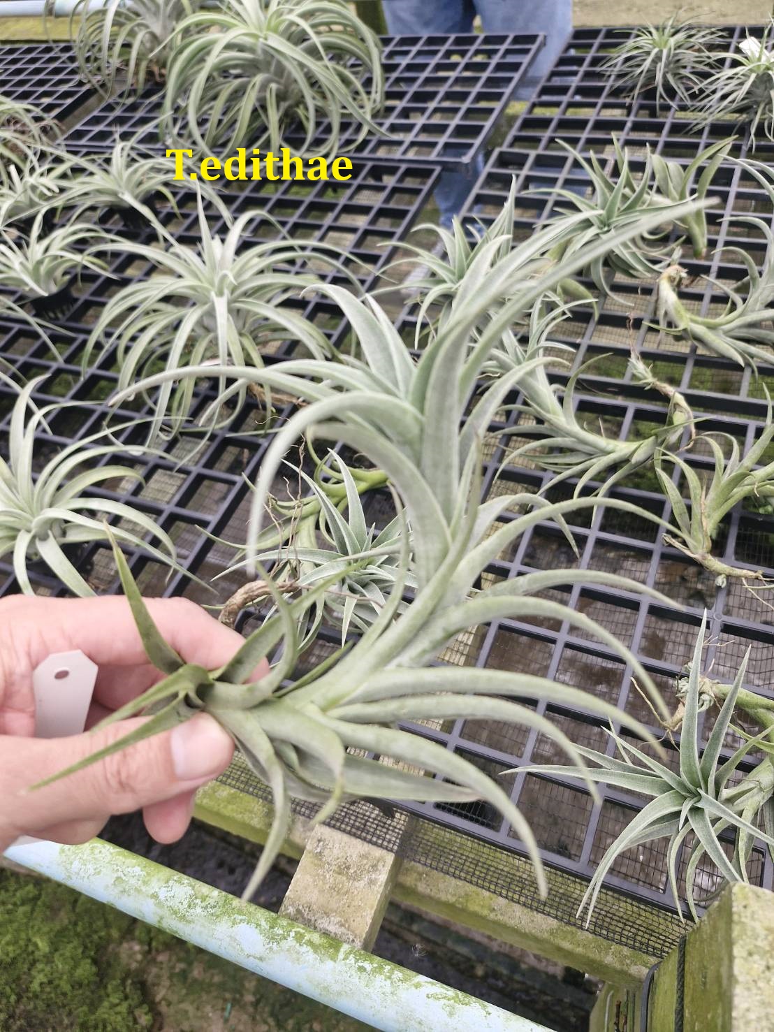 Tillandsia edithae