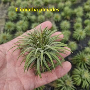 Tillandsia ionantha pleiades