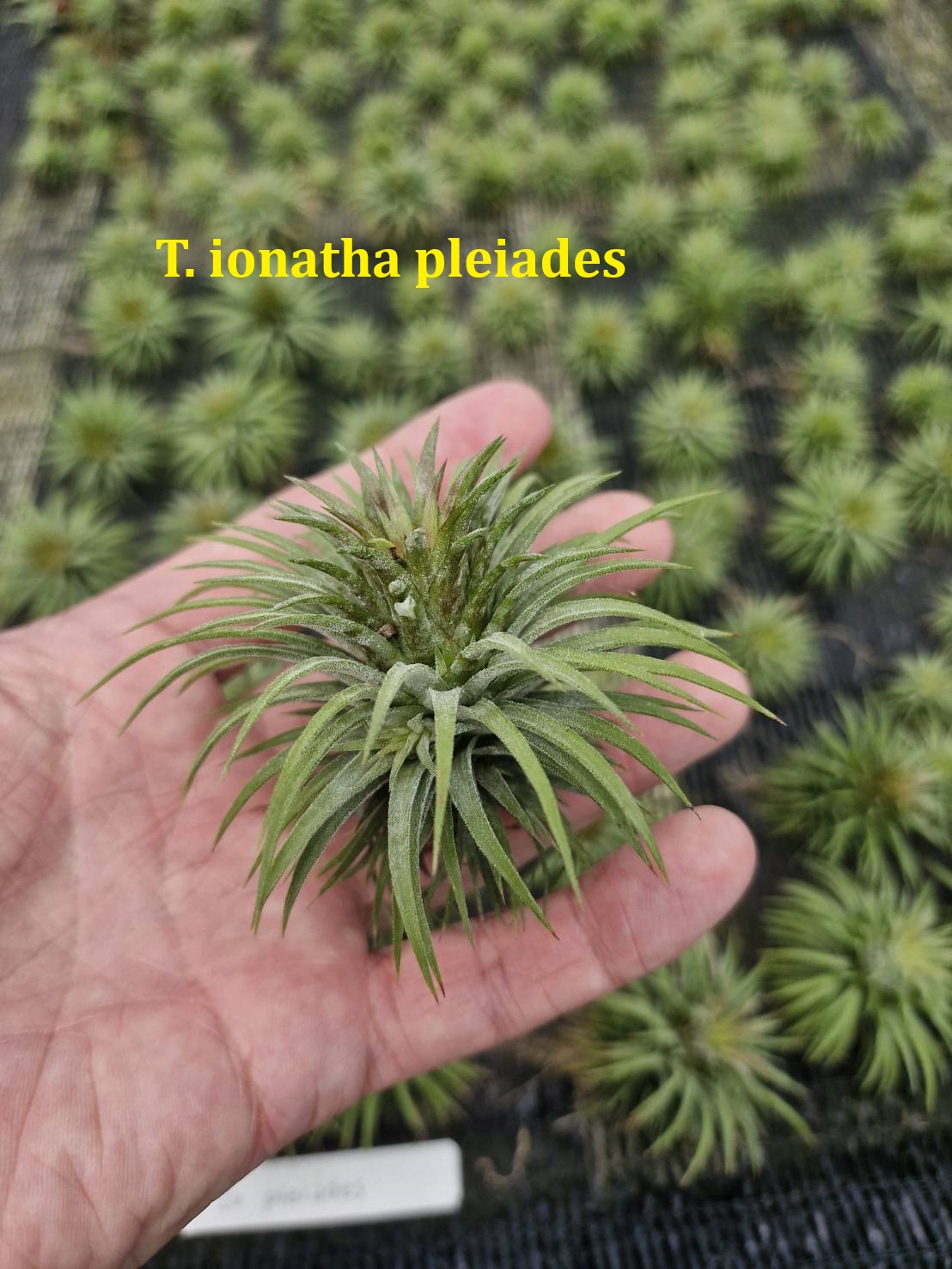 Tillandsia ionantha pleiades
