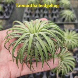 Tillandsia ionantha 'Hedgehog'