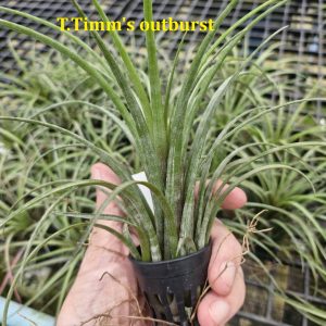 Tillandsia 'Timm's Outburst'