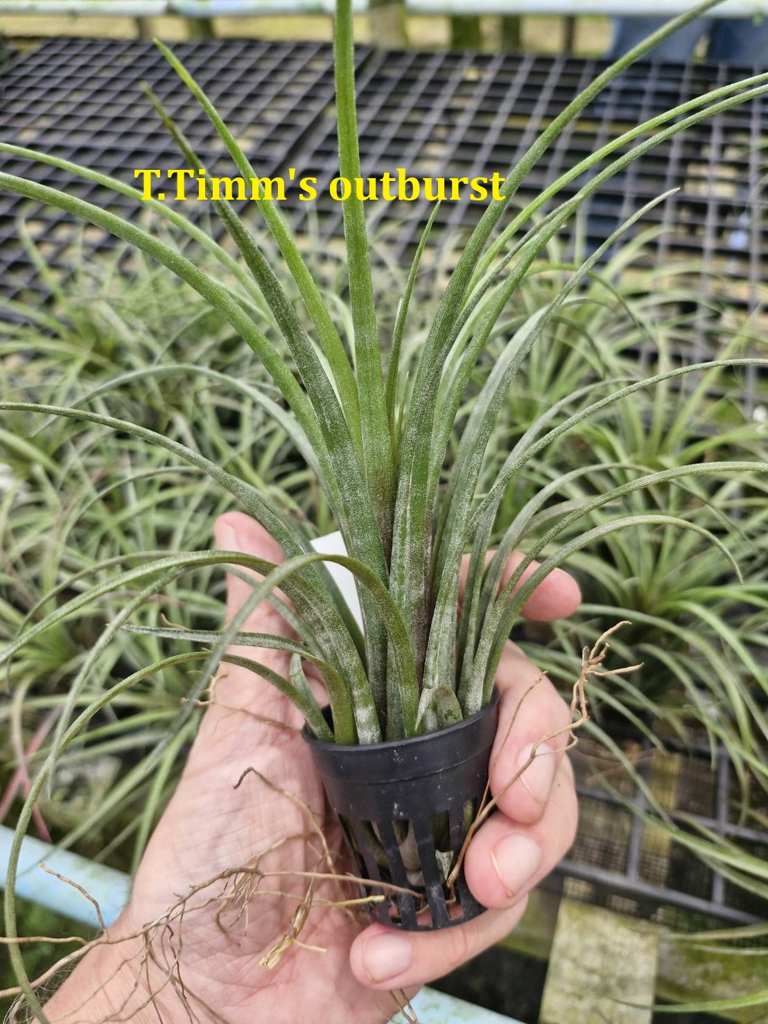 Tillandsia 'Timm's Outburst'