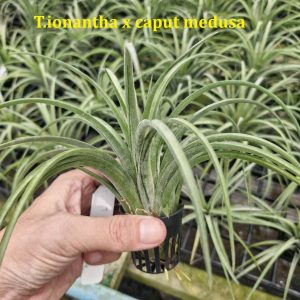 Tillandsia ionantha x caput-medusae