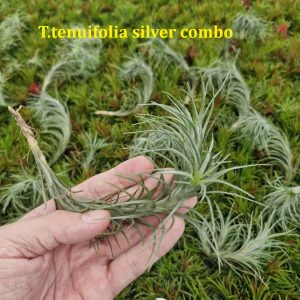 Tillandsia tenuifolia 'Silve Comb'