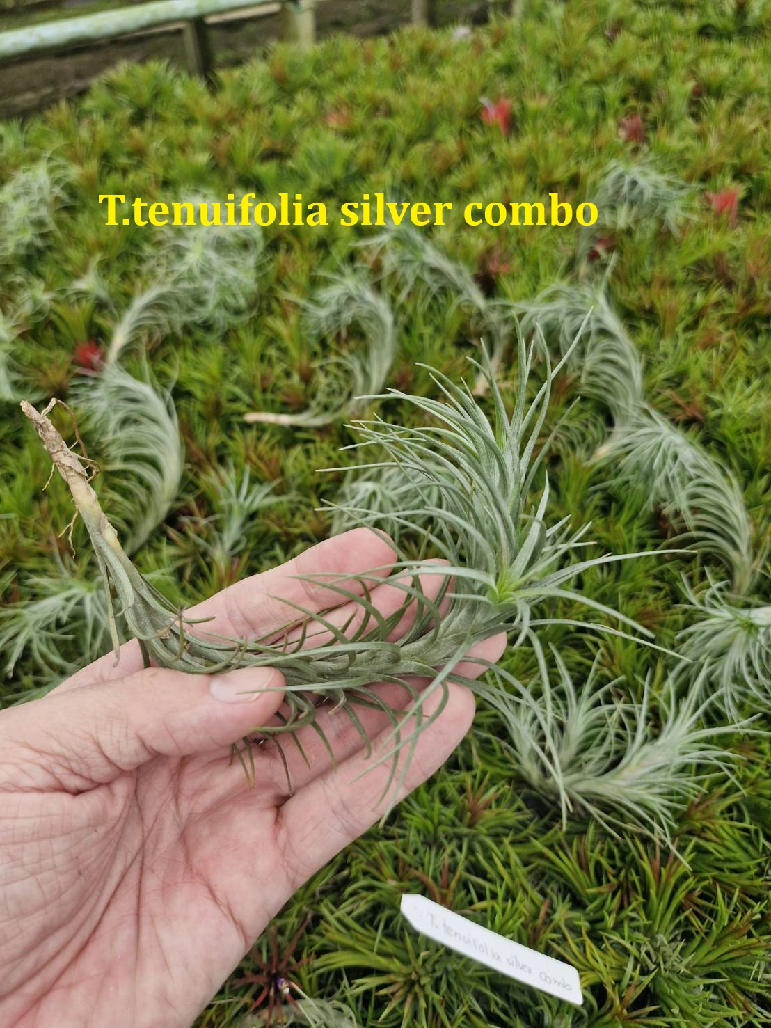 Tillandsia tenuifolia 'Silve Comb'