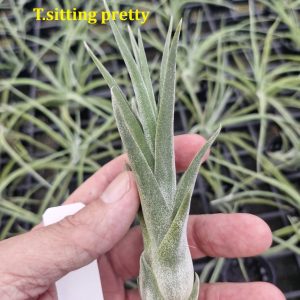 Tillandsia 'Sitting Pretty'