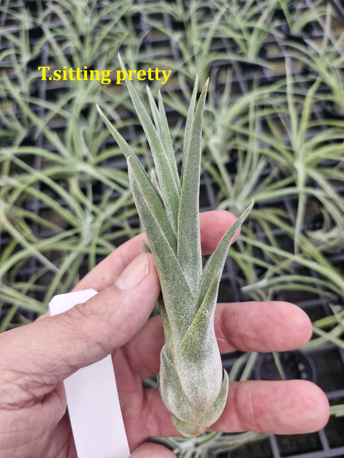Tillandsia 'Sitting Pretty'