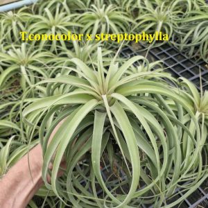 Tillandsia concolor x streptophylla