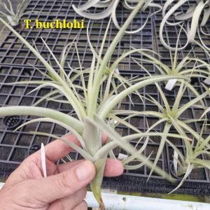 Tillandsia buchlohi