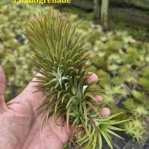 Tillandsia ionantha 'Handgrenade'