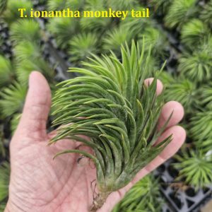 Tillandsia ionantha 'Monkey Tail'