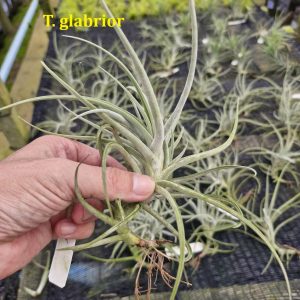 Tillandsia glabrior