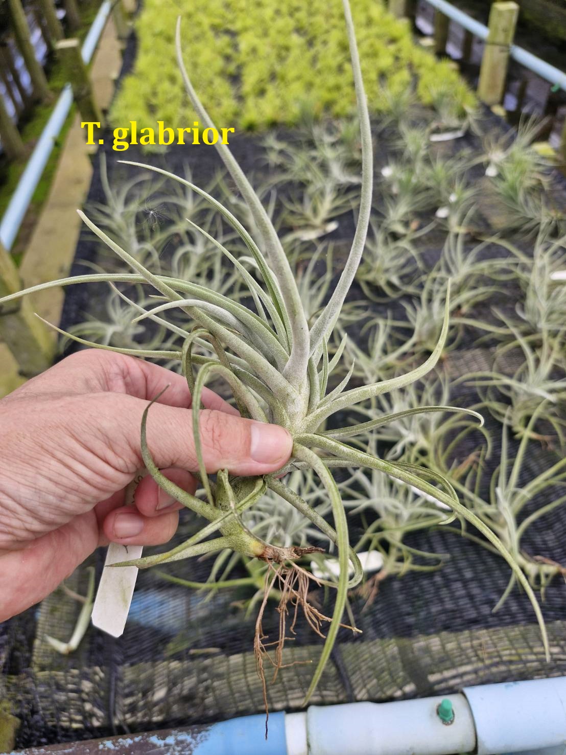 Tillandsia glabrior