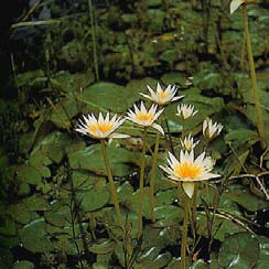 Nymphaea flavovirens.