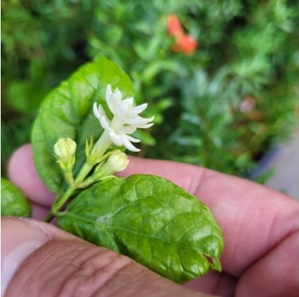 Jasminum Mali chat
