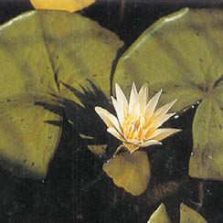 Nymphaea togoensis.