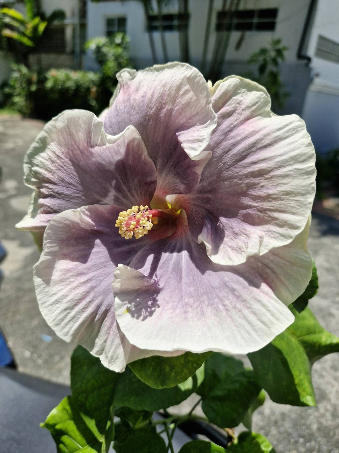 Hibiscus Tahitian princess (450)