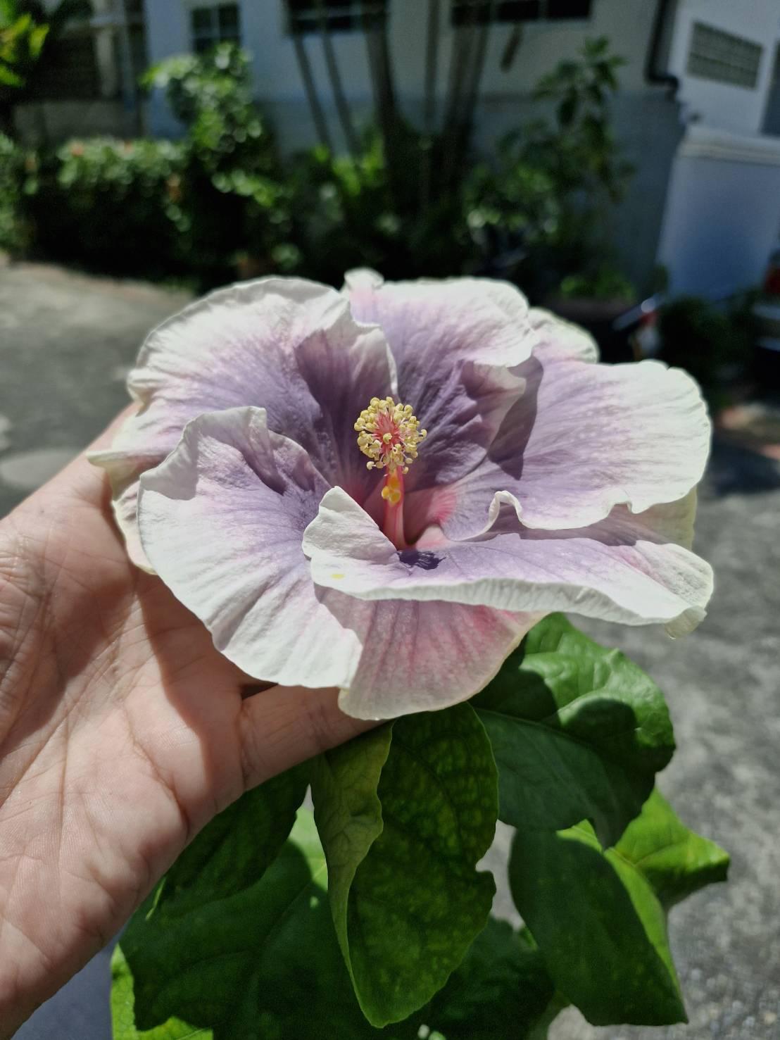 Hibiscus Tahitian princess (450) - Image 2