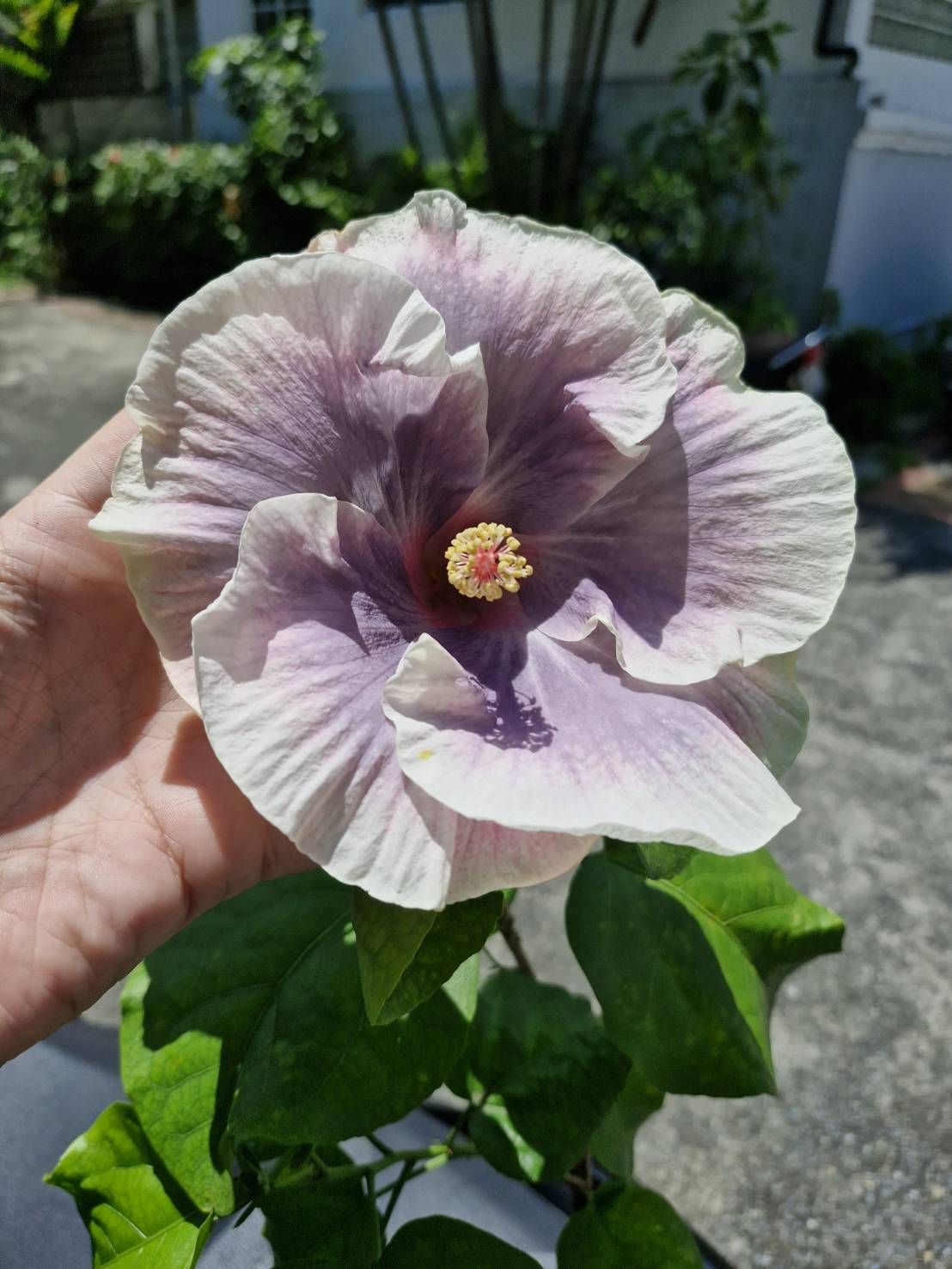 Hibiscus Tahitian princess (450) - Image 3