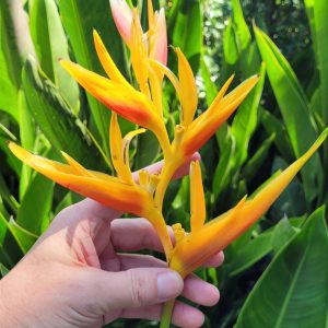 Heliconia x nickeriensis