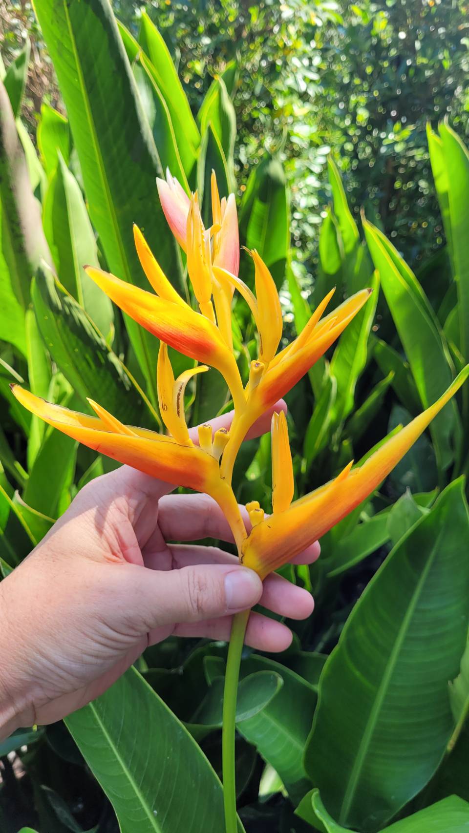 Heliconia x nickeriensis