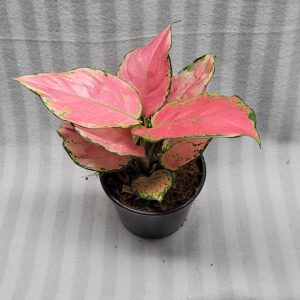 Aglaonema NEW hybrid 01