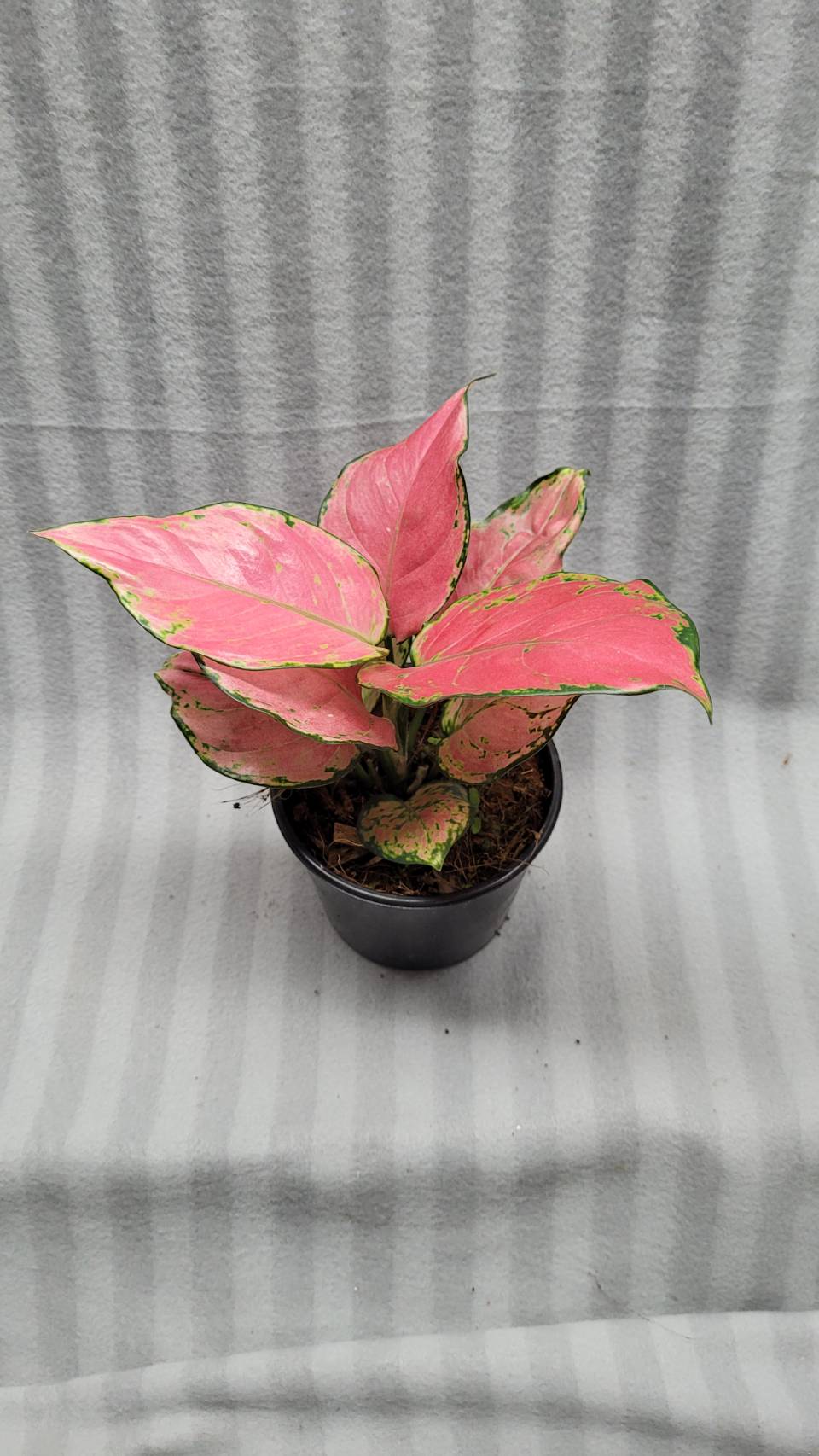 Aglaonema NEW hybrid 01