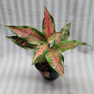 Aglaonema NEW hybrid 02