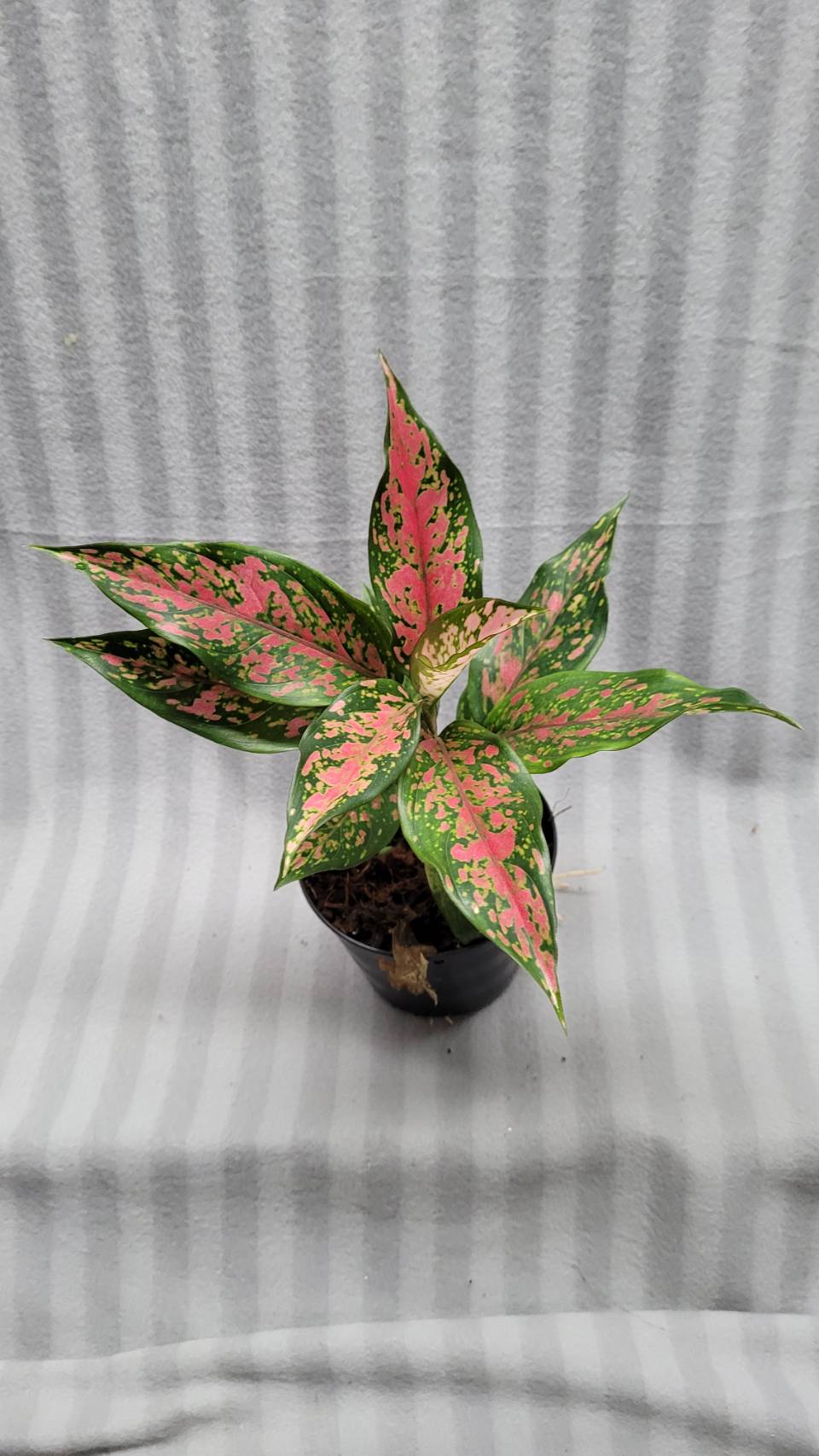 Aglaonema NEW hybrid 02