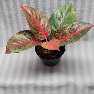 Aglaonema NEW hybrid 03