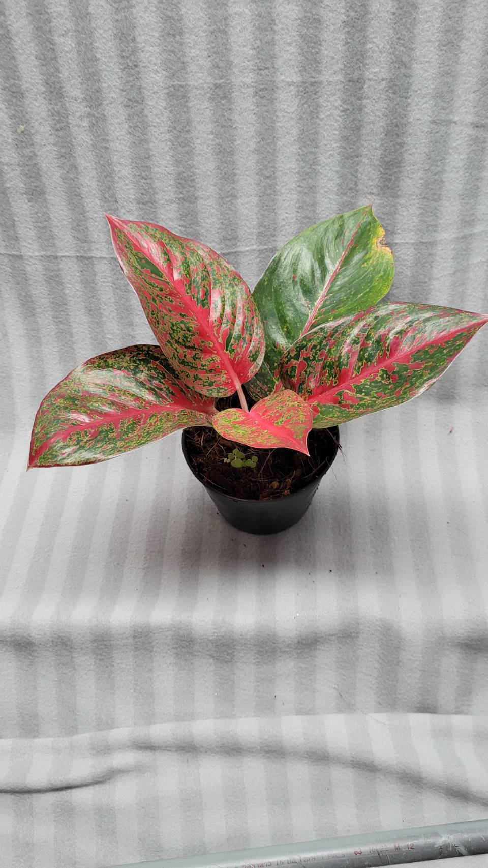 Aglaonema NEW hybrid 03