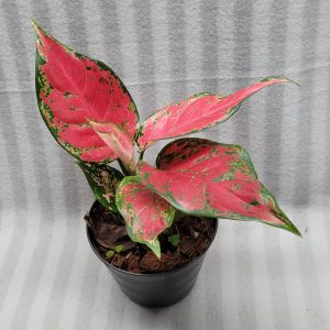 Aglaonema NEW hybrid 04