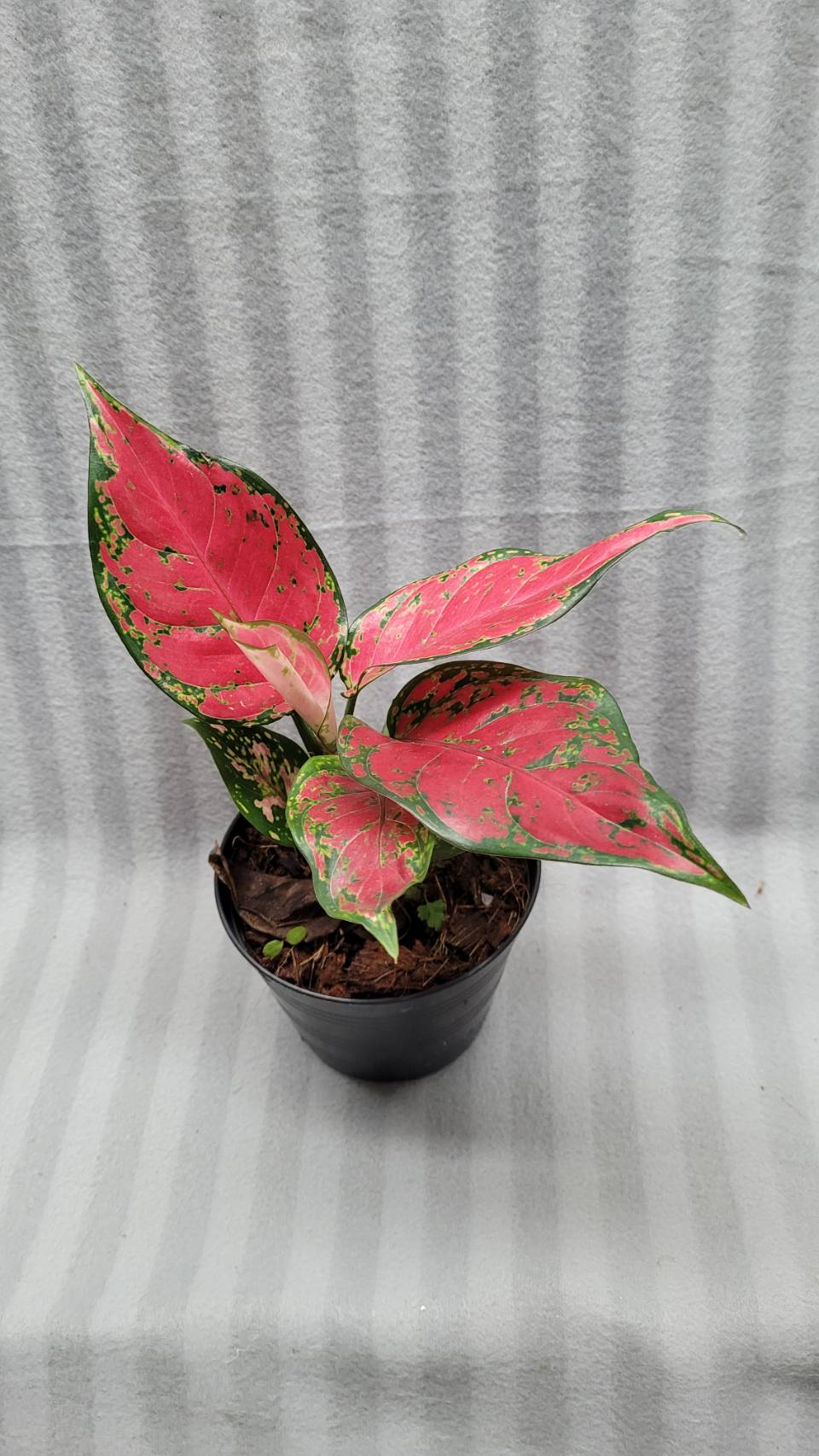 Aglaonema NEW hybrid 04