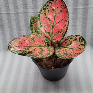 Aglaonema NEW hybrid 05