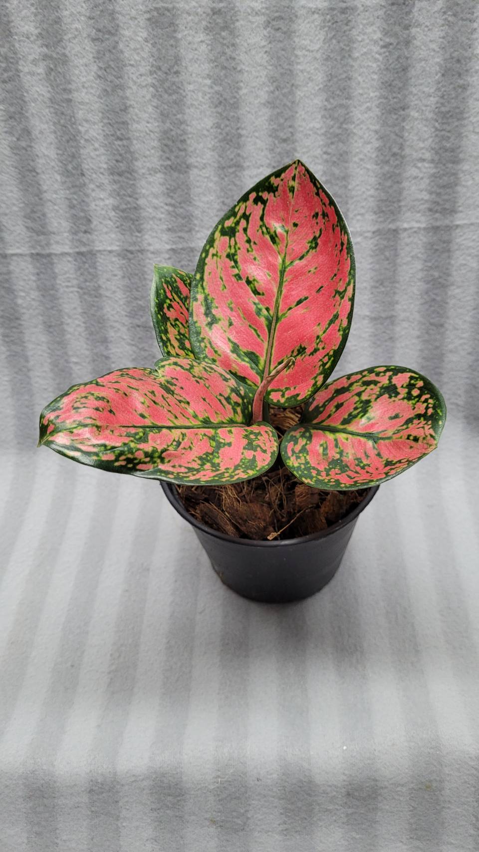 Aglaonema NEW hybrid 05