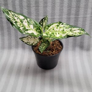 Aglaonema NEW hybrid 06