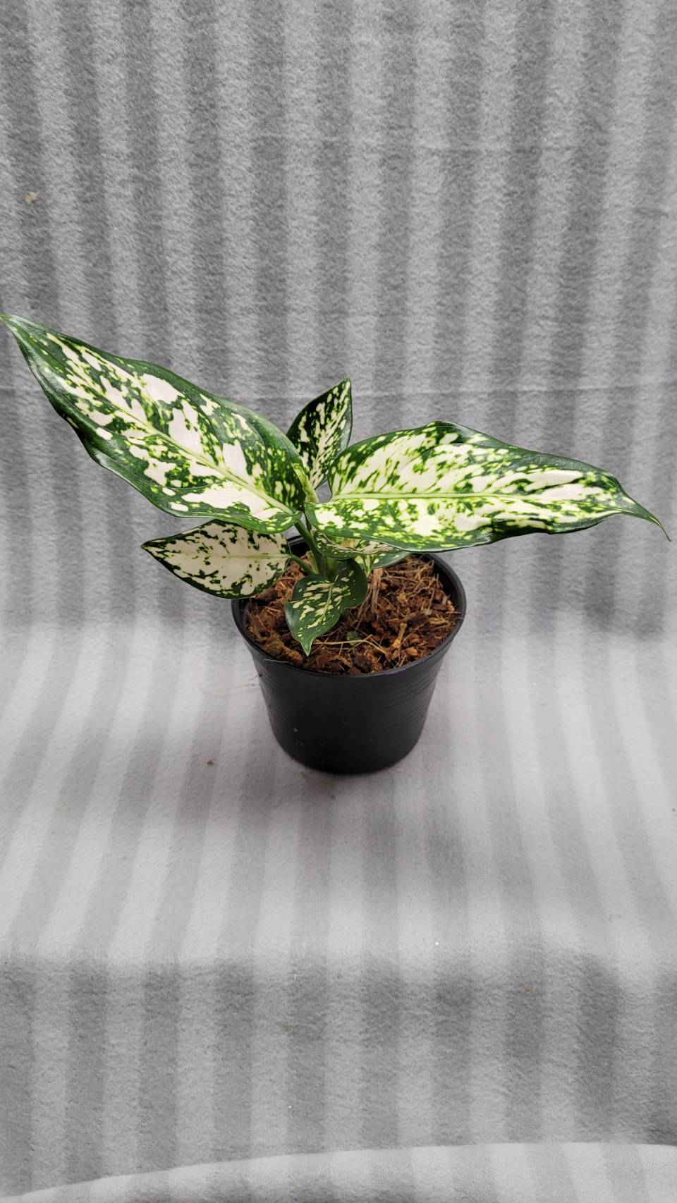 Aglaonema NEW hybrid 06