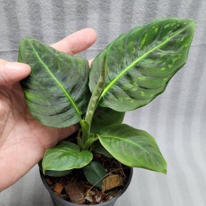 Aglaonema NEW hybrid 07