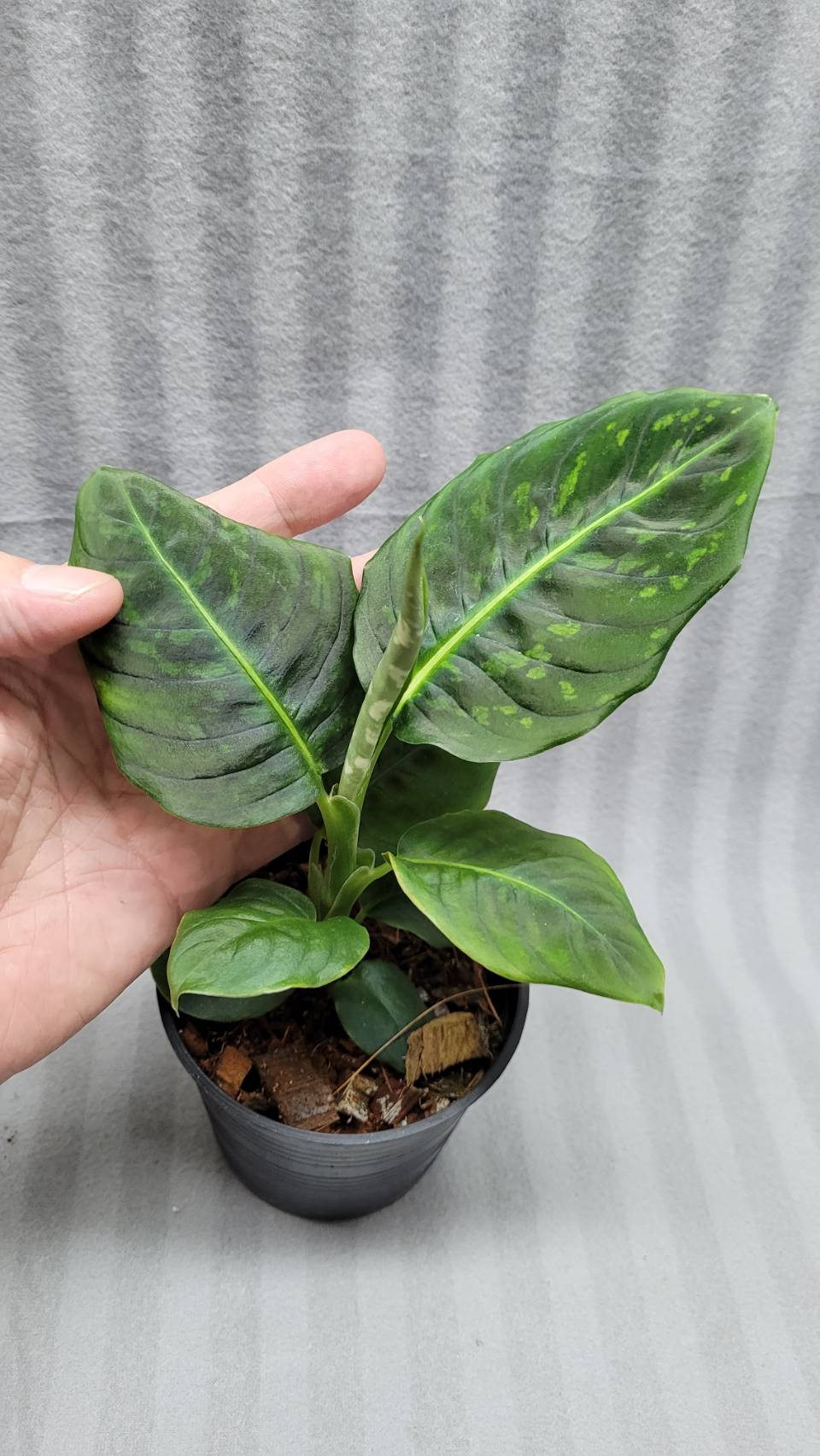 Aglaonema NEW hybrid 07