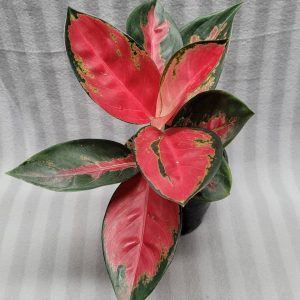 Aglaonema NEW hybrid 08