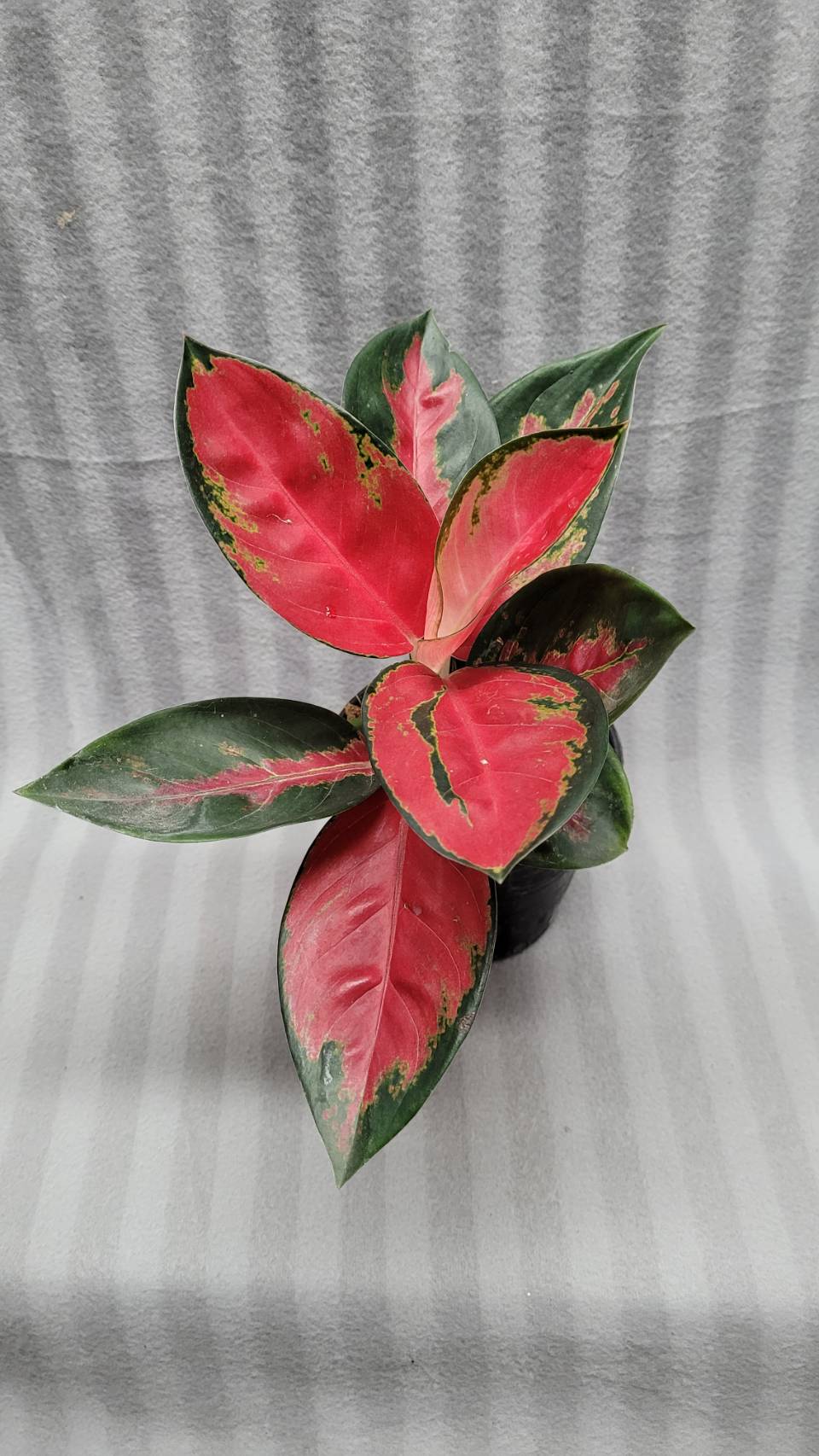 Aglaonema NEW hybrid 08