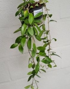 Hoya SP. Aff. halophila (large)