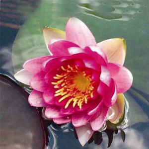 Nymphaea Charles de Meurville