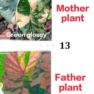 Colocasia NEW HYBRID seeds nr 13