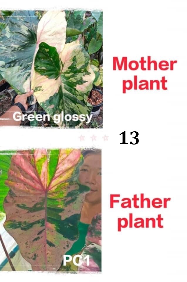 Colocasia NEW HYBRID seeds nr 13